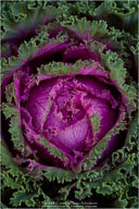 Rigsbee Retrospective