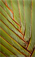 Tropical Impressions from Belize