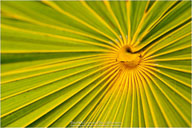 Tropical Impressions from Belize