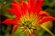 Tropical Impressions from Belize