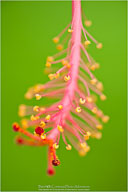 Tropical Impressions from Belize