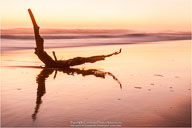 Yin & Yang of the Outer Banks