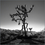 Joshua Tree National Park Joshua Tree National Park