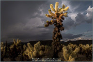 Joshua Tree National Park