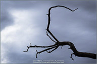 Joshua Tree National Park