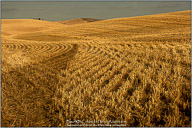 Palouse, Echoes of Tuscany