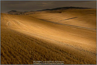 Palouse, Echoes of Tuscany