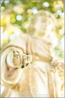 Savannah & Her Lowcountry